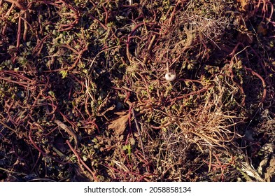 Portulaca Oleracea. Oxalis. Weed Grass Full Frame. Pink-brown Stems Of The Plant. Top View. Selective Focus.