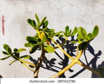 Portulaca Oleracea Plant Ever Green Plant Desert Plants