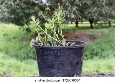 
Portulaca oleracea,Black flower pot and natural background - Shutterstock ID 1726398364