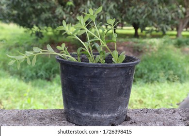 
Portulaca oleracea,Black flower pot and natural background - Shutterstock ID 1726398415
