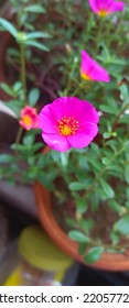 Portulaca Oleracea,Common Purslane,little Hogweed, Pursley