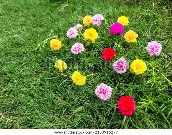 portulaca plant or purslane flower which is\
commonly considered a pest\
plant