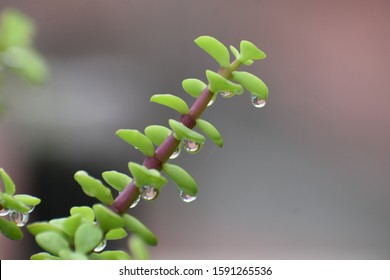 Portulacaria afra, button jade plant, elephant bush, succulent, Chinese money plant in rain with water drops on leaves