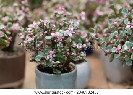 Portulacaria Afra (elephant bush), A small succulent plant, variegated plant, and green leaves with small pink flowers in white potted. The ornamental plants for decorating in the garden or room decor
