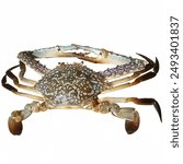 Portunus pelagicus, also known as the blue crab, blue swimmer crab, blue manna crab and flower crab