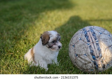 Porvoo Finland 2018 July 6.Puppy With A Ball Too Big.Dream Big Concept