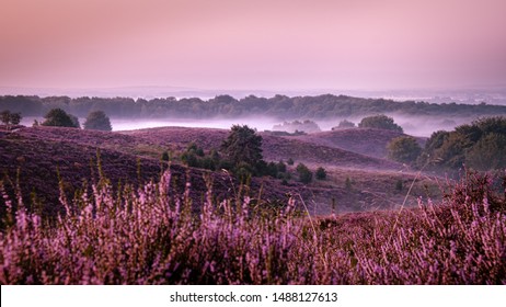 Posbank Netherlands, Sunny foggy Sunrise over the pink purple hills at Veluwezoom national park Netherlands, blooming Heather fields in the Netherlands during Sunrise 