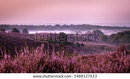 Posbank Netherlands, Sunny foggy Sunrise over the pink purple hills at Veluwezoom national park Netherlands, blooming Heather fields in the Netherlands during Sunrise 