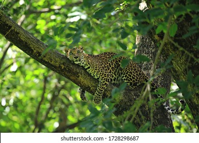 Poses of the leopard resting on a tree in Huai Kha Khaeng Wildlife Sanctuary, Uthai Thani Province, Thailand
