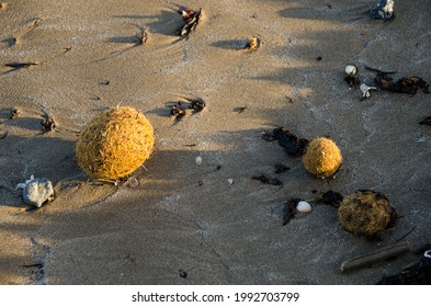 Posidonia Oceanica Balls, Commonly Known As Neptune Grass Or Mediterranean Tapeweed