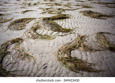 Posidonia Oceanica Called Neptune Grass Or Mediterranean Tapeweed On The Grado Beach