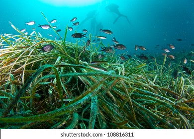 Posidonie (Posidonia Oceanica)