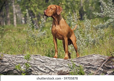 Posing Hungarian Vizsla Pointing Dog