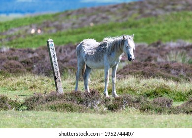 Posing Pony On Long Mynd 