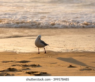 Posing seagull on the beach during sunrise with blurred ocean in background