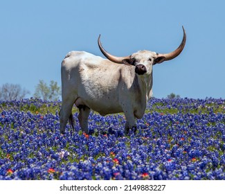 Posing Texas Longhorn In Bluebonnets