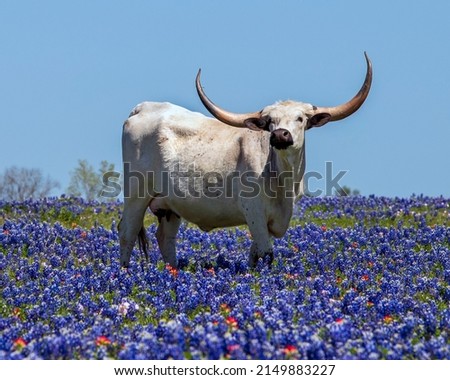 Posing Texas Longhorn in Bluebonnets
