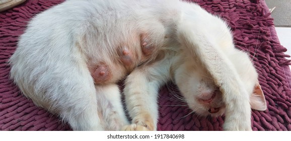 Cat after birth : 132 images, photos et images vectorielles de stock ...