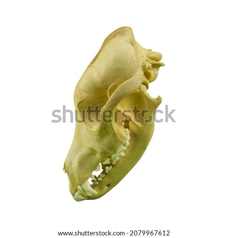 the position of the dog's skull seen from the side on a white background