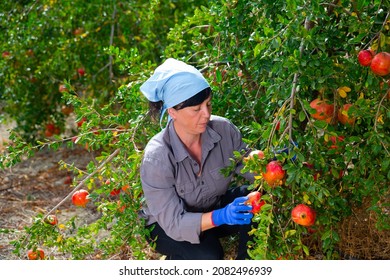 Positive Adult Woman Working In Farm Orchard During Autumn Harvest Time, Picking Fresh Ripe Pomegranates