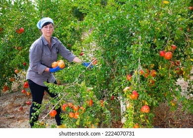 Positive Adult Woman Working In Farm Orchard During Autumn Harvest Time, Picking Fresh Ripe Pomegranates