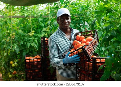 Positive african-american man farmer stacking crates of fresh tomatoes. Harvest works on vegetable field. - Shutterstock ID 2208673189
