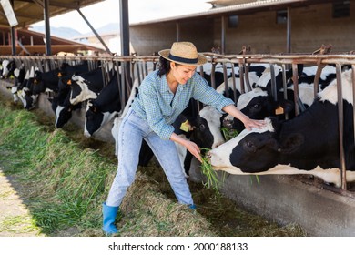 Positive Asian Woman Farmer Working In Cowshed, Feeds Cows With Grass