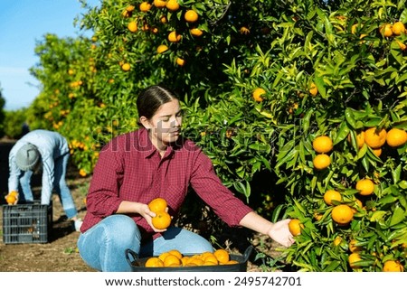 Similar – Image, Stock Photo Woman picking apples with basket in her hands