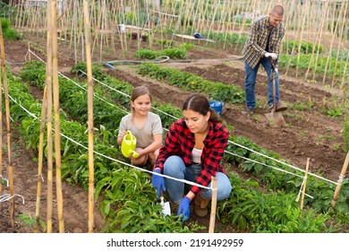 Positive Child Girl Working With Mother And Father At Allotment, Concept Of Sustainable Living