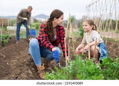 Positive Child Girl Working With Mother And Father At Allotment, Concept Of Sustainable Living