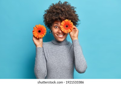 Positive dark skinned woman holds orange gerberas covers eye poses with favorite flowers dressed in casual grey turtleneck isolated over blue background. Female florist going to make bouquet - Shutterstock ID 1921533386