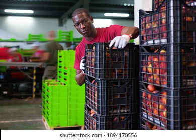 Positive efficient Afro workman stacking boxes with harvested peaches on fruits sorting department
