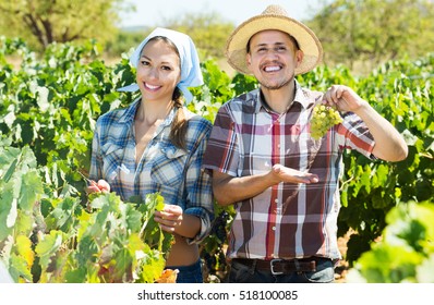 Positive elderly man and young woman gardeners standing among grapes trees on sunny day - Powered by Shutterstock