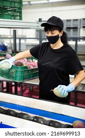 Positive Female Employe In Protective Face Mask Sorting Fresh Ripe Mangoes At Fruits Packing Facility