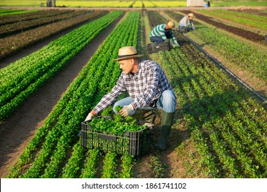 Positive man engaged in farming picking fresh corn salad on farm at sunny day