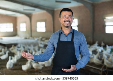 Positive Man Standing Among White Gooses Livestock On Farm