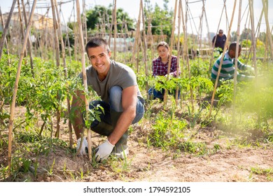 トマト栽培 の画像 写真素材 ベクター画像 Shutterstock