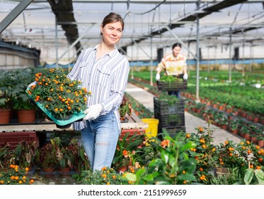 Positive skilled female greenhouse owner engaged in cultivation of ornamental plants, arranging potted nightshade bushes with orange berries