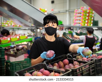 Positive Woman Employe In Protective Face Mask Sorting Fresh Ripe Mangoes At Fruits Packing Facility