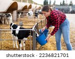 Positive young woman farmer petting and feeding calves during the day on ranch. Cattle breeding, taking care of animals, dairy and meat production concept