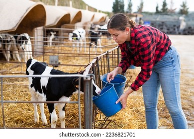 Positive young woman farmer petting and feeding calves during the day on ranch. Cattle breeding, taking care of animals, dairy and meat production concept - Shutterstock ID 2236821701