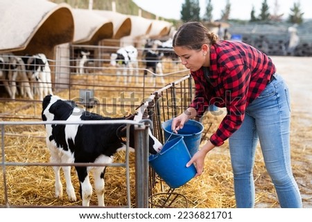 Positive young woman farmer petting and feeding calves during the day on ranch. Cattle breeding, taking care of animals, dairy and meat production concept