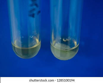 15 Coagulase Negative Staphylococcus Images, Stock Photos & Vectors ...