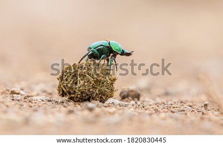 It is possible to encounter scarabs, which are an important part of African wildlife, in all national parks.