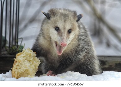 Possum Defending Bread In Winter In Snow With Its Mouth Open