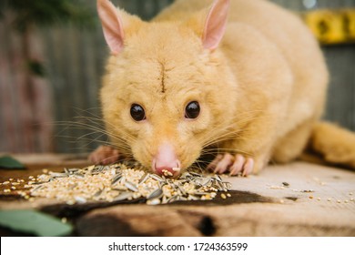 Possum Eating Food,Golden Possum,
Perth