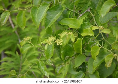 Possum Grape (Cissus verticillata) in South Florida.