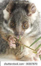 Possum Isolated By White Eating Leaf