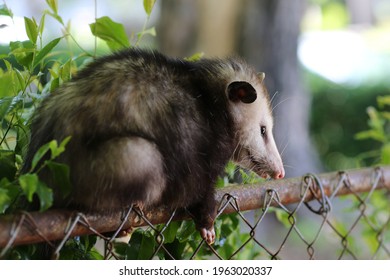 Possum On A Fence In Backyard Suburbs City Wildlife, Southeast US Wildlife