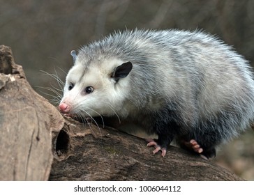 Possum On Log Searching Stock Photo 1006044112 | Shutterstock